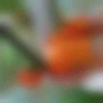 Палец с Нож за Рязане за Градинарство | THUMBYCUT